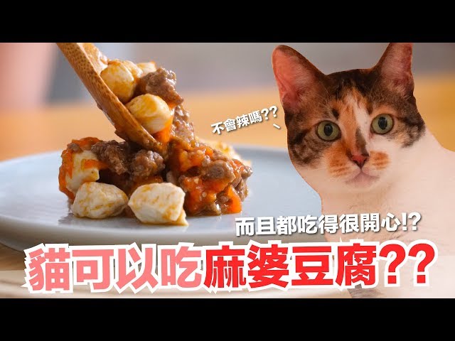 貓咪可以吃麻婆豆腐？本丸的終極干擾戰術！【貓副食食譜】好味貓鮮食廚房EP167