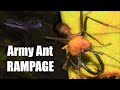 Army ant swarm rampage ecology and biology of the worlds most ravenous insect also antbirds