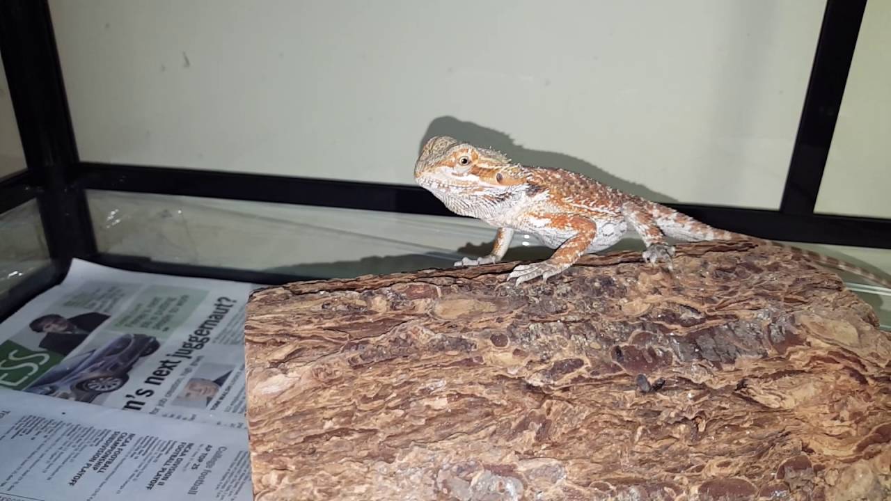 Feeding Horn worms to my Reptiles and Amphibians Episode 17 - YouTube