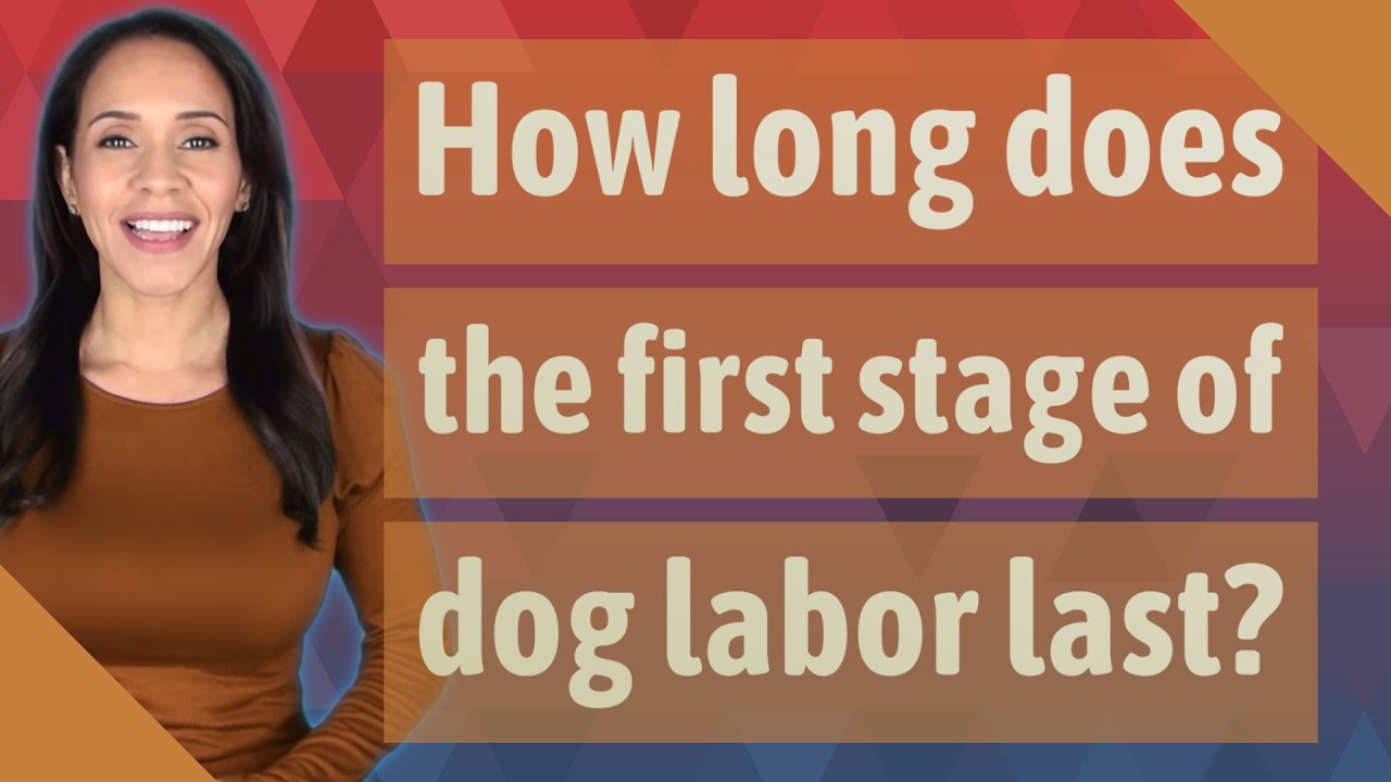 how long is the first stage of dog labor