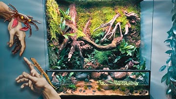 Huge Vampire Crab & Mourning Gecko Paludarium