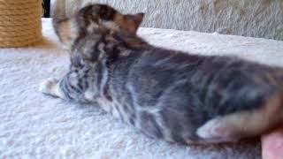 Boy (3 Weeks Old) Reserved by TecSpot 74 views 5 years ago 54 seconds