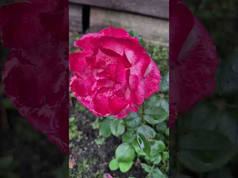 Красота 🌺 Сад после дождя ☔️ 🌺#сад #дача #цветы #garden #flowers #lovely #красота #ок #природа