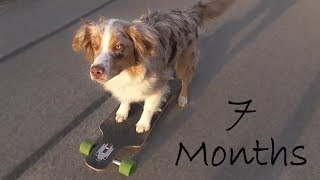 Spotty - Skater Pup | 7 Months (Tricks and Obedience) by AussieSpot 878 views 5 years ago 2 minutes, 18 seconds