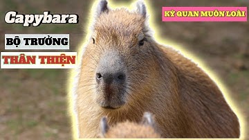 Khám Phá Capybara: Giới thiệu về loài Chuột Lang Nước Đáng Yêu Nhất Thế Giới - Kỳ Thú Muôn Loài
