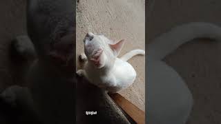 so sweet siblings white cats cleaning each other | cats in the house 🏡😺