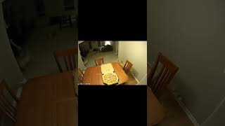Dog Steals Entire Pizza