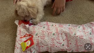 Puppy’s first Christmas 🎄 🎁 | Merry Christmas everyone | #Fidgets&amp;Toys