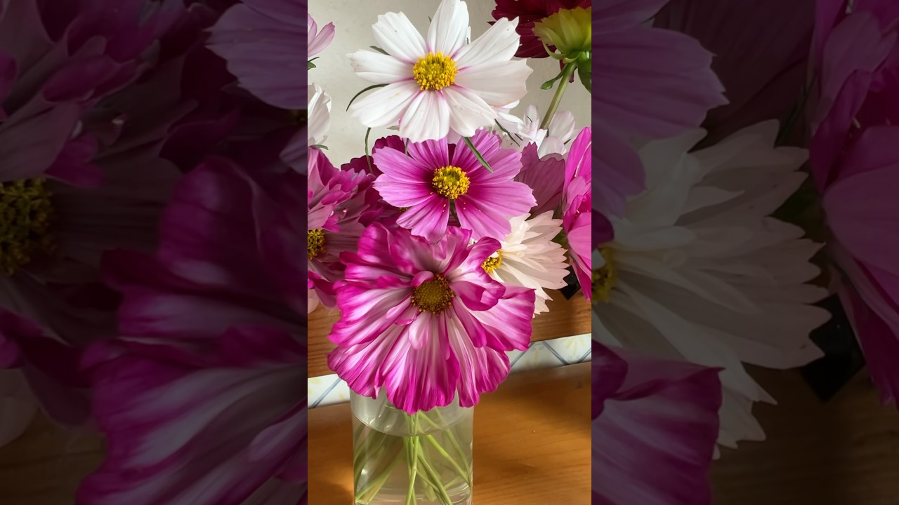 Collection of these beautiful cosmos double click 