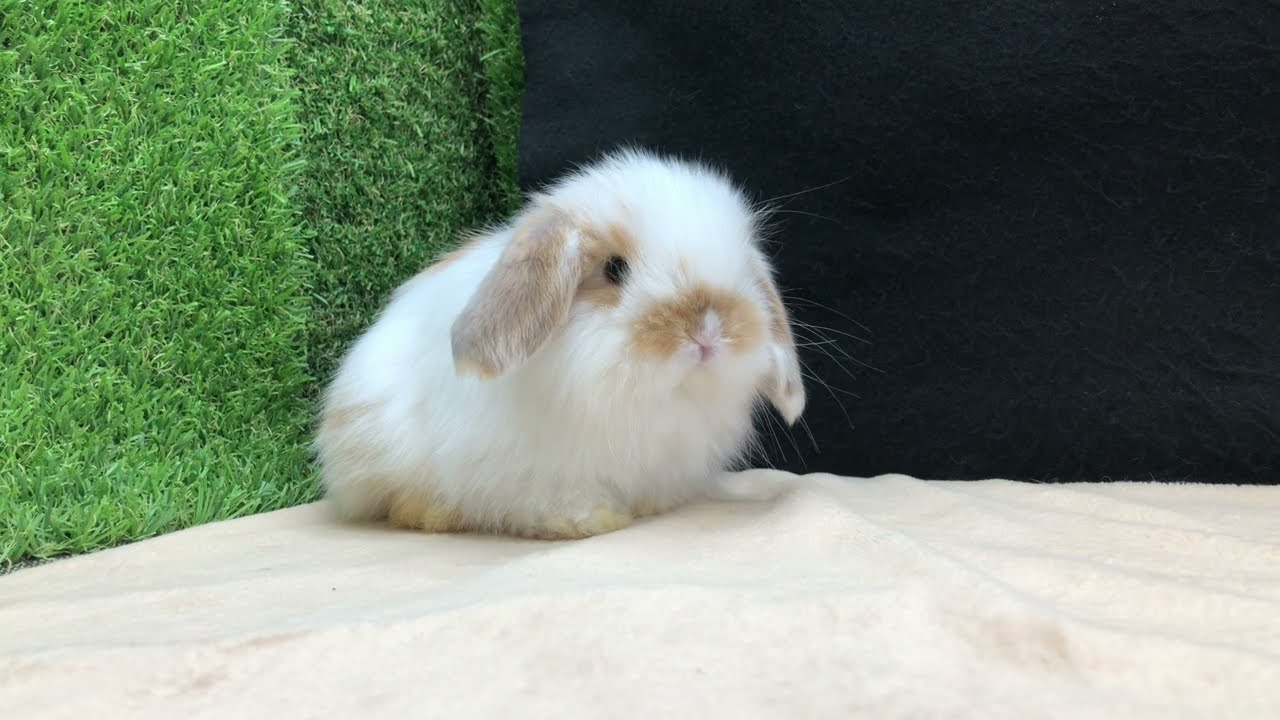 ホーランドロップの赤ちゃん No.396C 毛色：ブロークンオレンジ