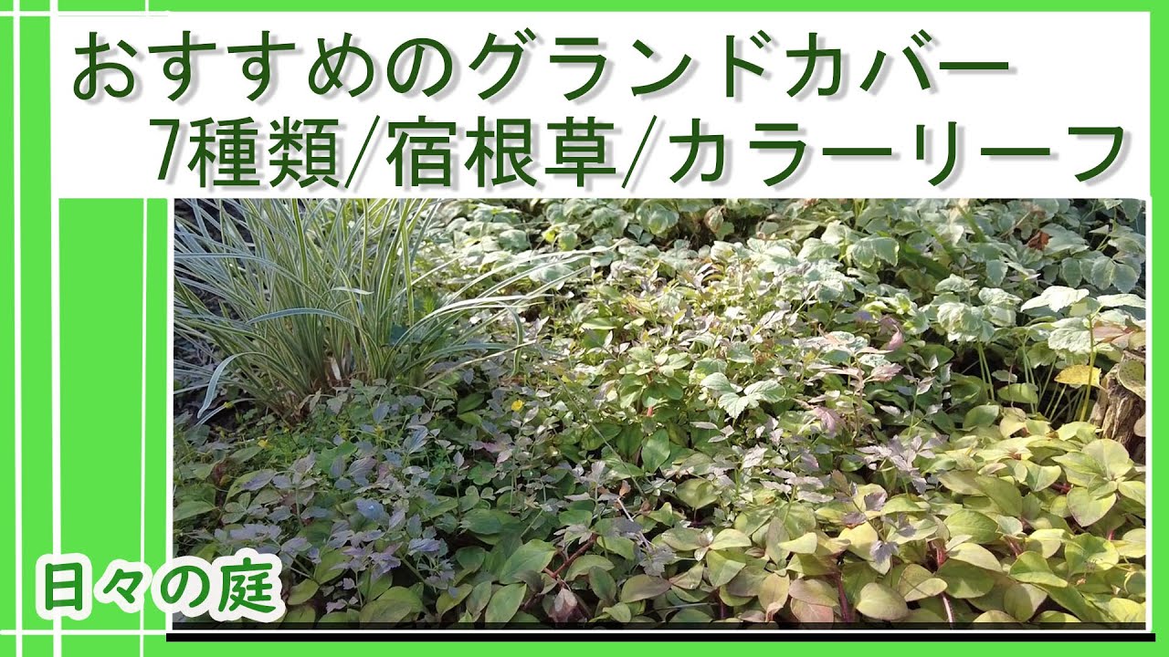 ガーデニング】【おすすめのグランドカバー7種類】何センチに広がって