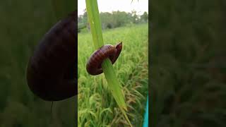 milipede curls up #milipedes #millipede #giantmilipede
