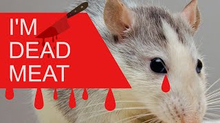 Suara Pembunuh Tikus 🗡 Tikus Kotor Hilang dalam 4 Menit. 😈🗡