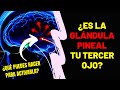 QUÉ ES Y PARA QUÉ SIRVE LA GLÁNDULA PINEAL | ABRE TU TERCER OJO