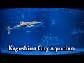 Kagoshima City Aquarium Japan【Full Tour in 4k】