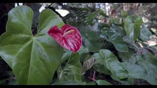 18 Allumbah Drive, Yungaburra