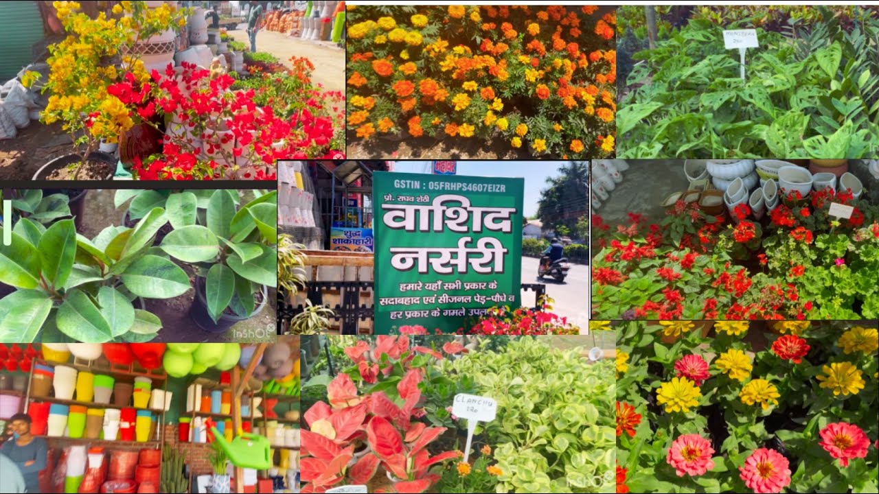 Washid nursery dehradun nursery visitdehradunvlogger YouTube