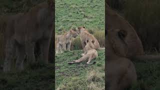 Maasai Mara Sightings Today 19/08/21 (Lions, Cheetah, Hyena, etc) | Zebra Plains | #shorts