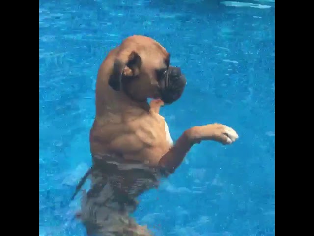 Tuukka the boxer swimming - YouTube