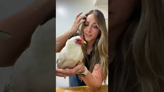 Unboxing my NEW Serama Hen🤍🐓