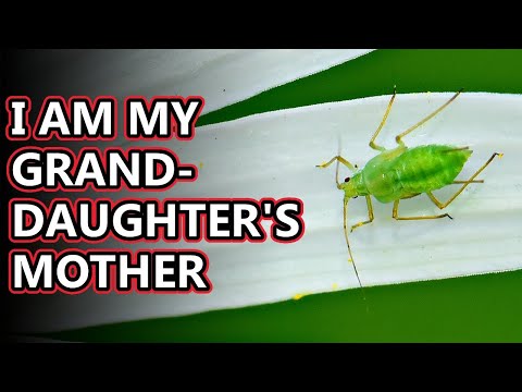 Aphid facts: enemies of agriculture | Animal Fact Files