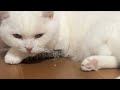 🔴Cat Live🇯🇵寝顔配信😴2026 #live #cat #scottishfold #猫 #قطة #кот #kucing #बिल्ली #gato #고양이