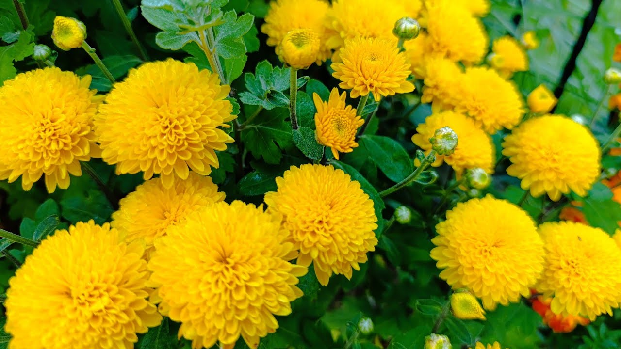 @NestorkaOlenkivna Вересень у квітнику