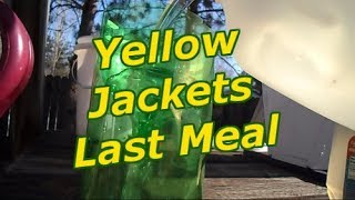 Yellow Jackets Last Meal