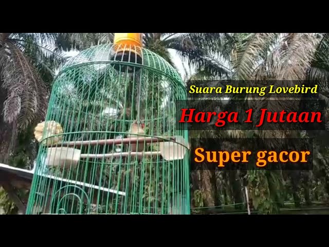 Suara atau Kicauan Burung Lovebird Jantan Gacor !! | Bikin panik Lovebird lain class=