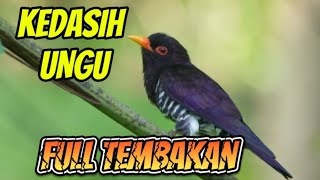 Download Lagu MASTERAN KEDASIH UNGU FULL TEMBAKAN MP3 Download Lagu MASTERAN KEDASIH UNGU FULL TEMBAKAN MP3