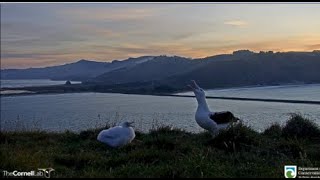 Royal Albatross Cam ~ Two Visits & Feedings By OGK! Spends The Night With His Pippa!   5.20.20