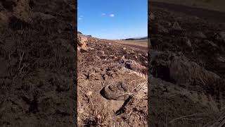 South Africas Most Dangerous Snake