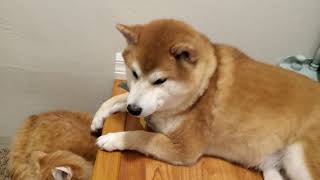 Cute Shiba Inu and Cat Playing Together Part 2