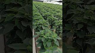 Poinsettia Or Nochebuena Starting Fotoperiodo