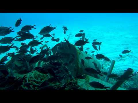 Видео: Лястовица, хром, монахиня (Chromis Chromeis)