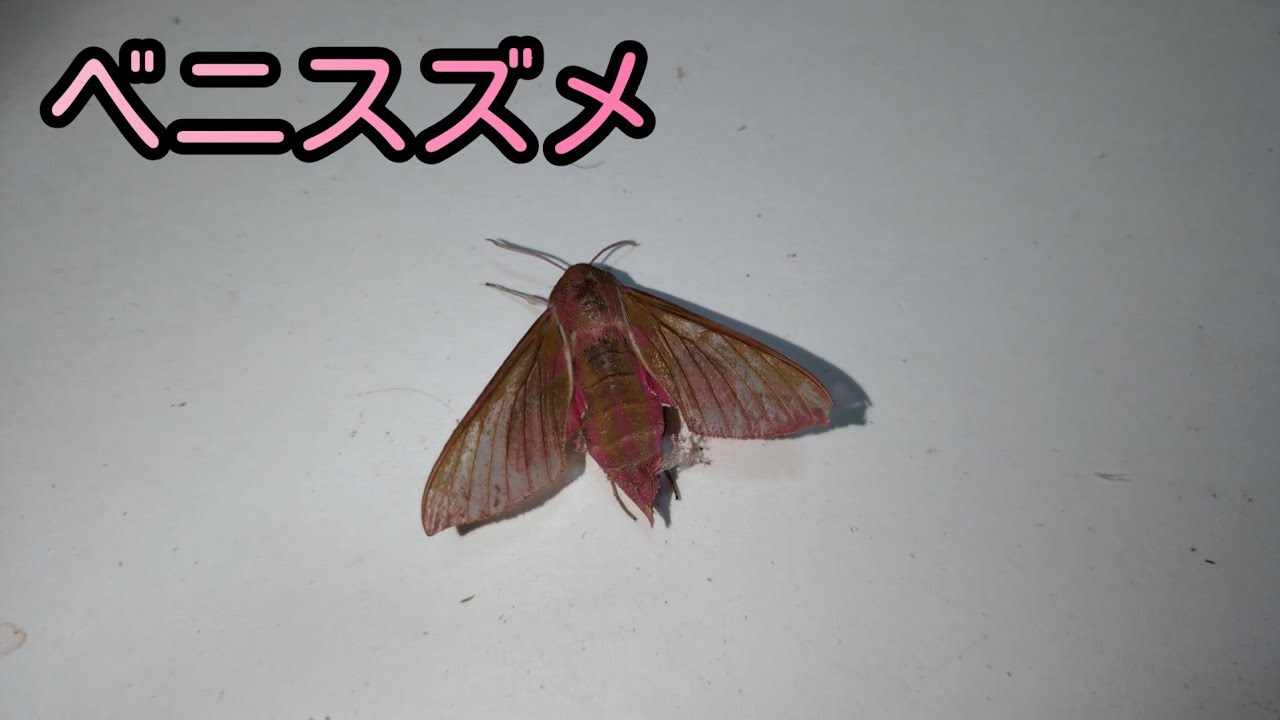 昆虫採集してきた生き物紹介】ピンク色の蛾を捕まえてきました