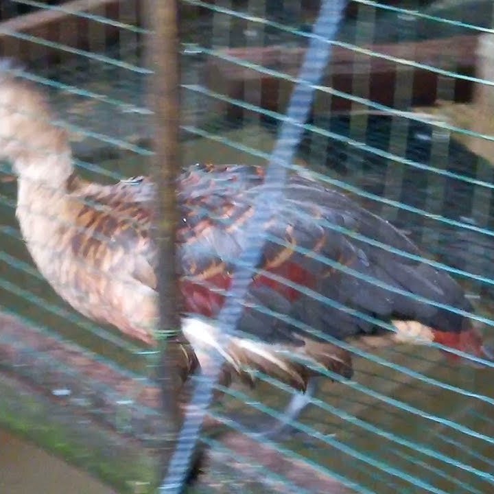 pikatan belibis alis kuning sdah berbunyi