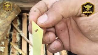 картинка: АСАЛАРИ КАСАЛЛИГИ ВАРРОА КАНАСИГА ДОРИЛАР ФОЙДАЛИ САМАРАЛИ ЙУЛИ.