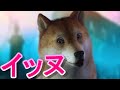 【爆笑】うちのイッヌが行方不明になった結果...