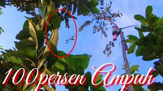 Download Lagu Pikat burung kecil Mp3 ampuh MP3