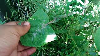 What powder mildew looks like!