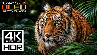 Impossible Nature Animals | OLED HDR TEST | Dolby Vision 120fps (4K Ultra HD)