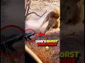 Could You SURVIVE a Honey Badger for $10M? 💰 #primalwhy #shorts