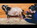 Don't judge...it's her FIRST TIME! 😂 (Tatum's labor & delivery -- miniature goat birth)