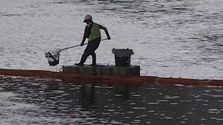 1070601基隆河南湖大橋水域打撈暴斃烏魚作業