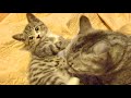 ちょっと力のついた子猫が先輩猫に戦いを挑んだ結果。。