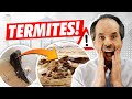 What is a TERMITE INSPECTION ⁉️  Termite EXPERT explains termite report