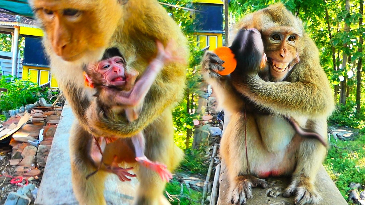 Brilliant Congrats! Young new mom Monkey just give birth first newborn baby