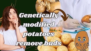 Genetically modified potato with reduced bruising and acrylamide formation.  Simplot Innate Potatoes