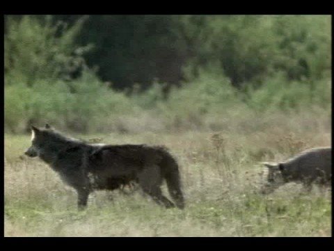 Ataque en grupo -lobos vs bisontes